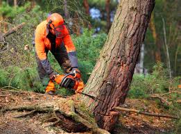  , USA Tree Removal and Landscaping Services Pros